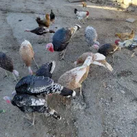 8عدد بوقلمون با2عدد مرغ تخم گذار|حیوانات مزرعه|یاسوج, |دیوار