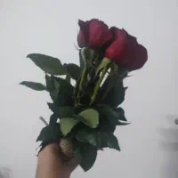 شرکت پرستاری ،نظافتی ستارگان موعد