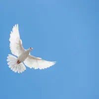 یک کفتر پیدا شده