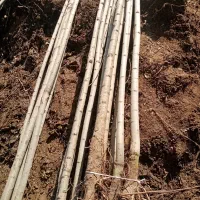 نهال خاص|خدمات باغبانی و درختکاری|فیروزآباد (لرستان), |دیوار