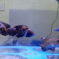 چهار عدد اسکار