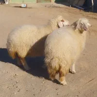 یک جفت عروسک نژاد سنجابی