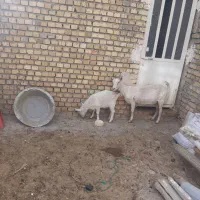 بزفرانسوی|حیوانات مزرعه|اراک, |دیوار