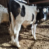 فروش دو راس گوساله نر