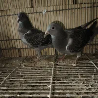 ۲ عدد جوجه پلاکی|پرنده|امیدیه, |دیوار