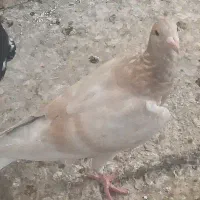 کبوتر