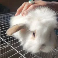 بچه خرگوش|موش و خرگوش|هشتگرد, اردهه|دیوار