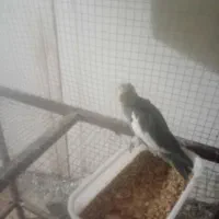 جوجه عروس دونه ای شش صد طوسی سن پنجا ه روزه