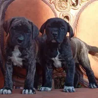 توله کنکورسو گرید A بینظیر و دیدنی