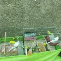 کبوترکینگ یامرغی.ومرغ عشق.لنده|پرنده|لنده, |دیوار