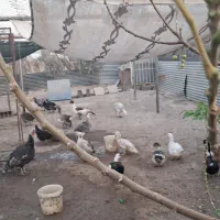 غاز و بوقلمون و اردک. معاوضه .با بره شیری و