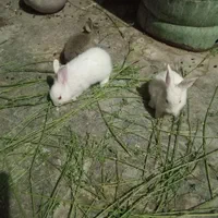 بچه خرگوش خیلی ناز|موش و خرگوش|زاهدان, |دیوار