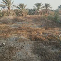 فروش نیم هکتار باغ و زمین کشاورزی رودان برنطین|فروش زمین و ملک کلنگی|رودان, |دیوار