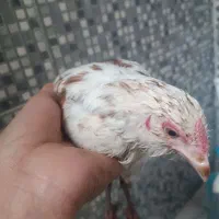 دو عدد مرغ معاوضه با مرغ لاری