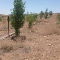 باغ ۲۰۰۰ متری سیداباد دماوند|فروش خانه و ویلا|تهران, کیانشهر|دیوار