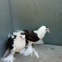 طوقی.دم سیاه.ساده سیاه معاوضه با طوقی ماده