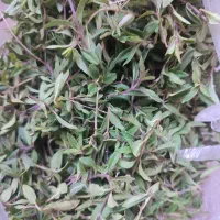 انخ‌.کاکوتی