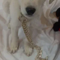 سگ لابرادور رتریور|سگ|یزد, |دیوار