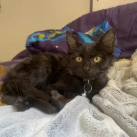 واگذاری گربه سه ماهه