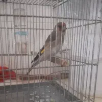 سهره دوسال قفس جوان سالم سرحال شاد.