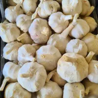 سیر سفید چینی