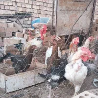 تعدادی مرغ تخمی