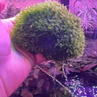 گل و گیاه اکواریوم پلنت