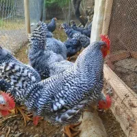 خروس پیلموت(شبستر)