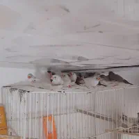 فنج جفت آماده جوجه مرغ عشق سرلاکی