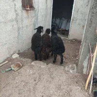 سه عدد بره کوچ هترو درجه یک