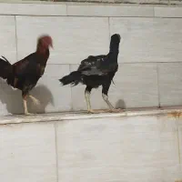 جفت لاری|حیوانات مزرعه|اردکان, |دیوار