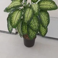 گل دیفن باخیا دو شاخ