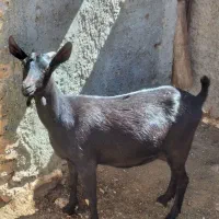 بز مورسیا اصل