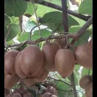 کیوی هایوارد