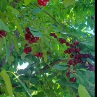 آلبالو رسمی