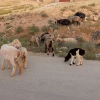 ۲۲راس میش بره دار(گوسفند،بز، قوچ)