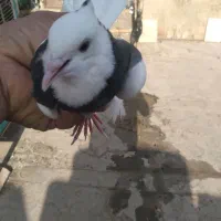 یک عدد کبوتر مفلق طوقی
