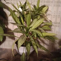 گل سرسبز