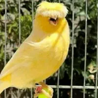 قناری گلاستر