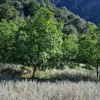 زمین-باغ-زراعی
