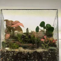 تراریوم و موساریوم هدیه روز مادر|گل و گیاه طبیعی|بندرعباس, |دیوار