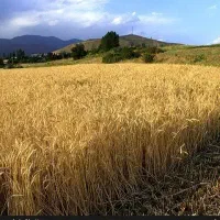 کود کشاورزی زمین زراعی،باغی،گلخانه
