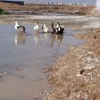 تخم اردگ ارگانیک وگلین نطفه دار