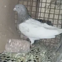 کله ای نر خوشگل