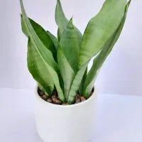 گلخونه نبش صیاد شیرازی ۲ نرسیده به بیمارستان ارتش|گل و گیاه طبیعی|بجنورد, |دیوار