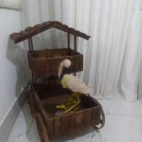 کلبه چوبی|صنایع دستی و سایر لوازم تزئینی|سبزوار, علمدار|دیوار