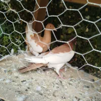 چن جفت کفتر یهودی نروماده