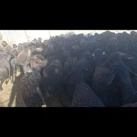 چت وتماس همیشه فعال است|حیوانات مزرعه|چاراویماق, |دیوار