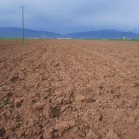 زمین زراعی دیم