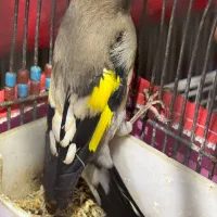 سهره کرمونی دهنزن دورگ پشت گلی پشت گل کامل خط سیاه